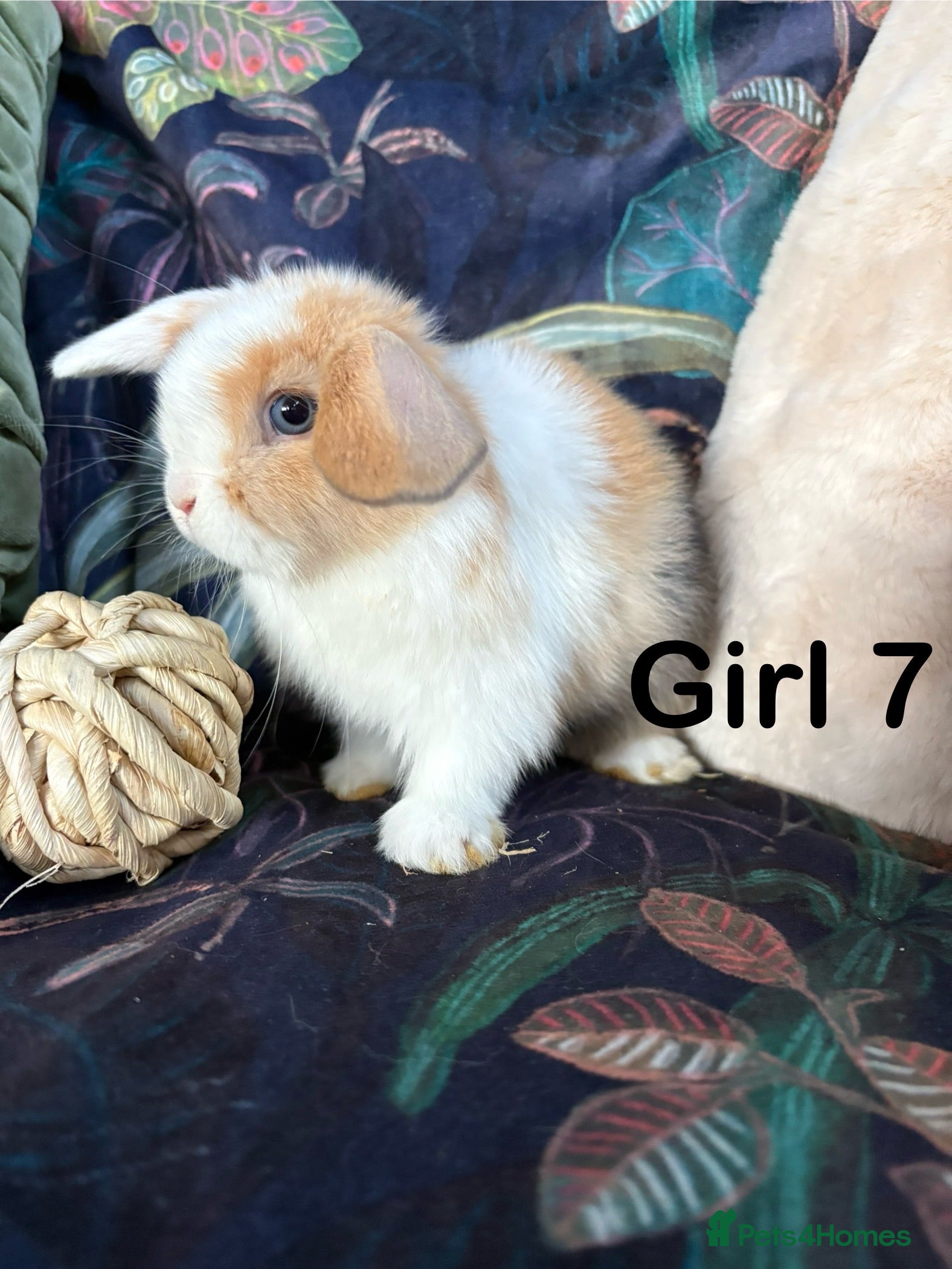 Mini Lop rabbits Friendly and curious mini lops (vaccinated) - Advert 1