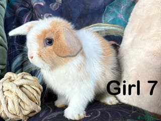 Mini Lop rabbits Friendly and curious mini lops (vaccinated) - Advert 4