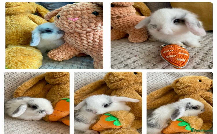 Mini Lop rabbits - Advert 1
