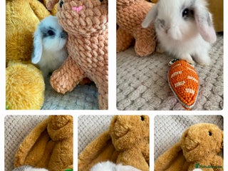 Mini Lop rabbits - Advert 20