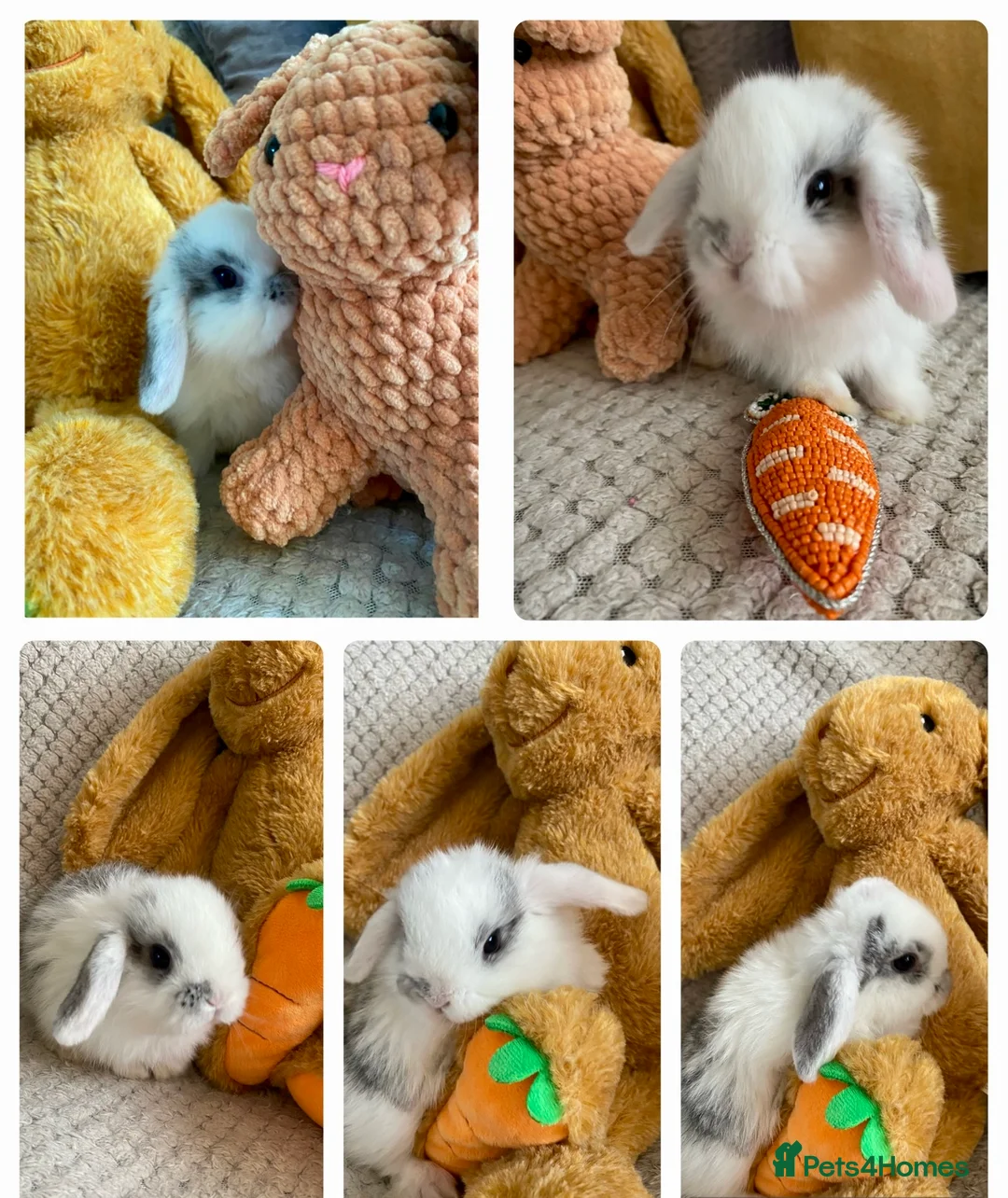Mini Lop rabbits for sale: Pure bred Mini Lops - Advert 2