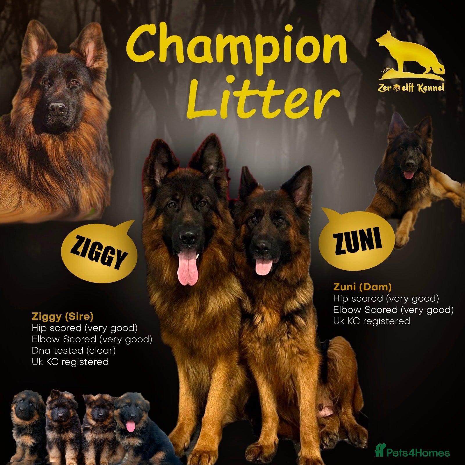 German Shepherd dogs 💥Champion🩸line GermanShepherd puppy’s LH GSD - Advert 1
