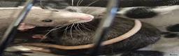 Rat rodents for sale: 2 Gorgeous and loving male rats in Derby - Advert 1