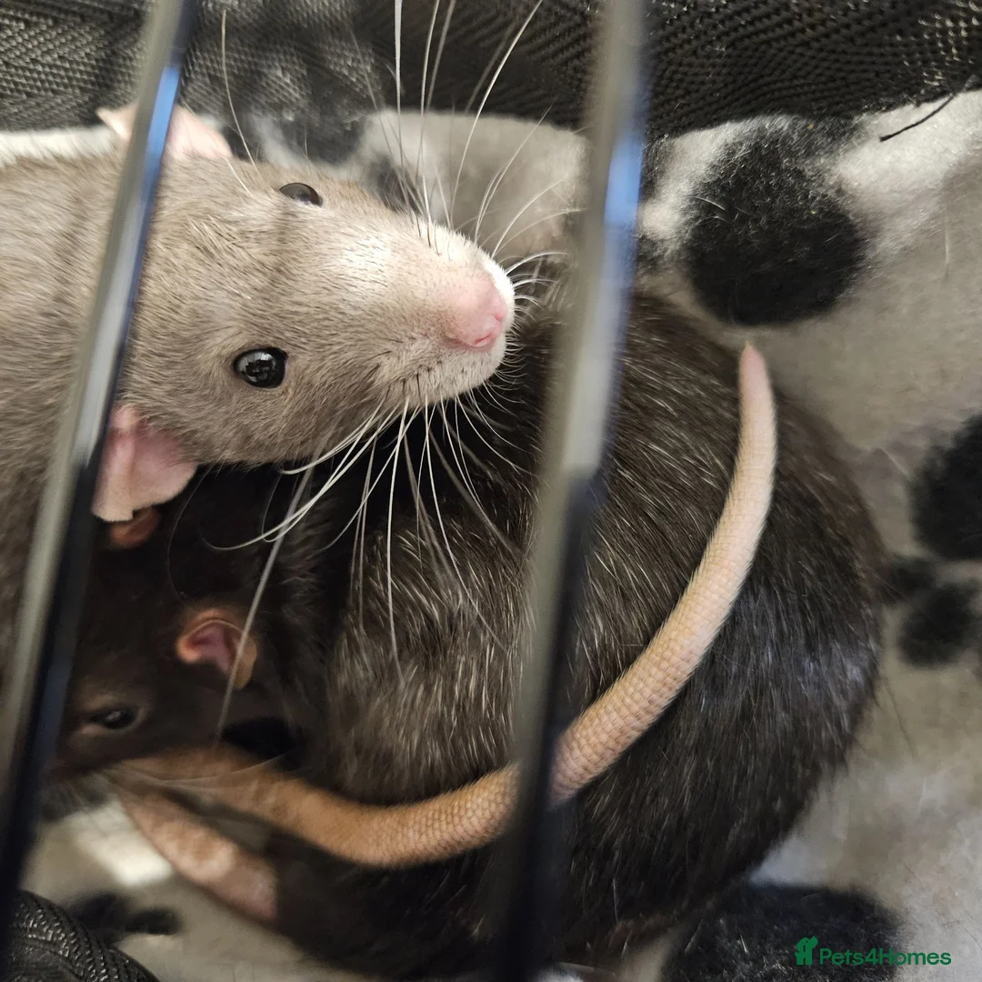 Rat rodents for sale: 2 Gorgeous and loving male rats in Derby - Advert 1