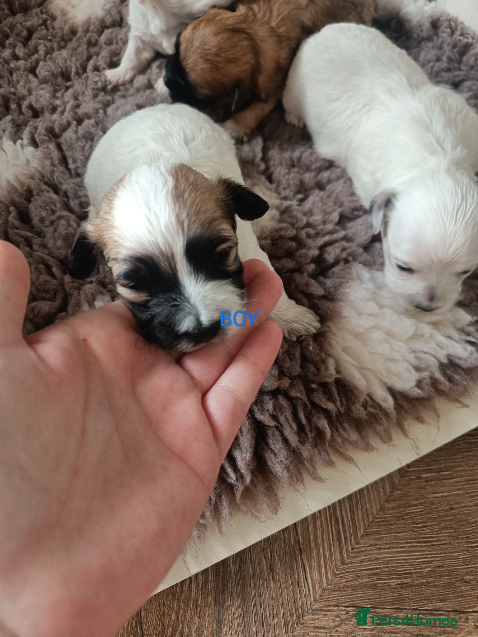 Maltipoo dogs Maltipoo puppies 2 girls 2 boys - Advert 17