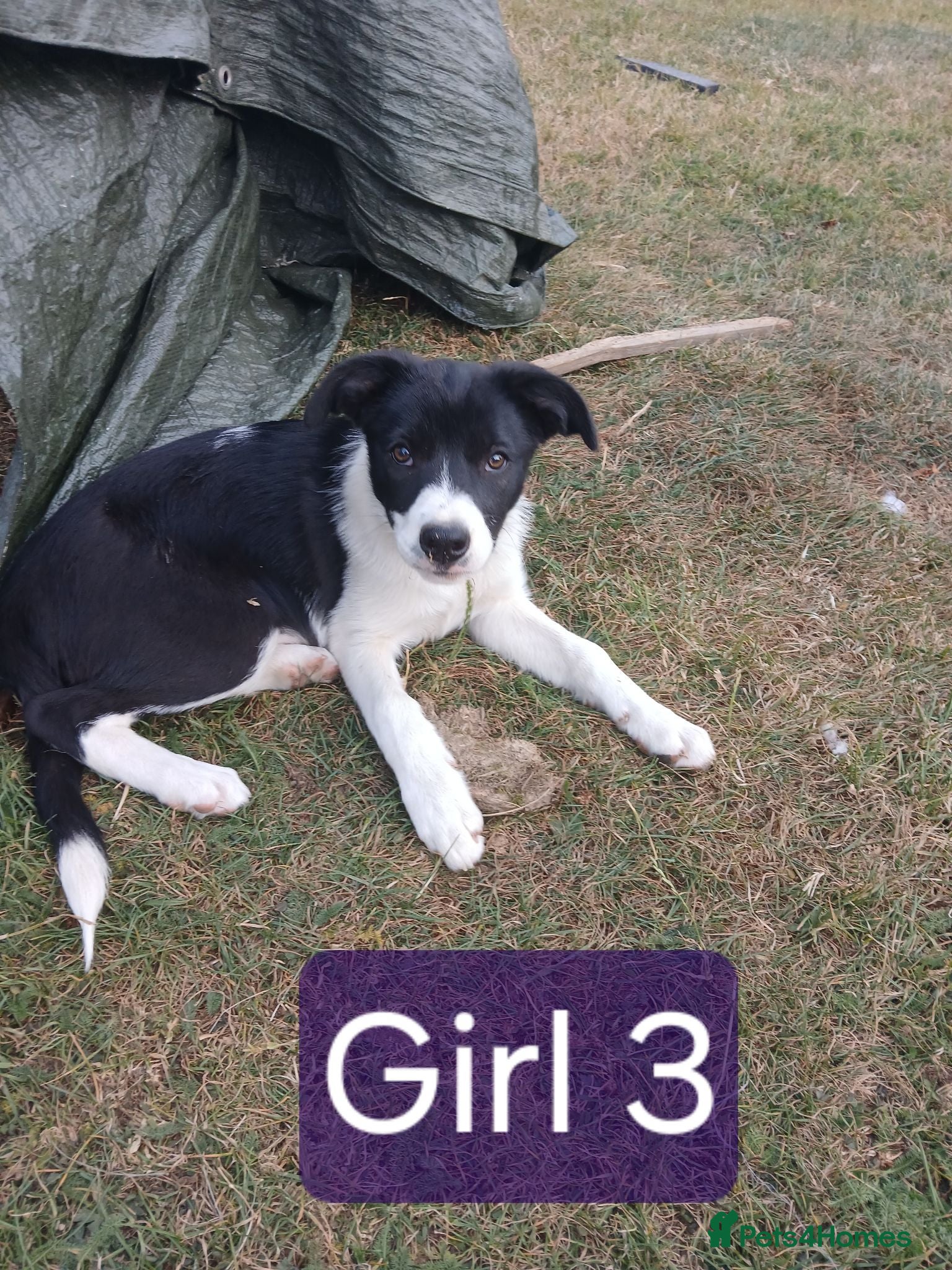 Border Collie dogs **Border Collie Pups for Sale** - Advert 1