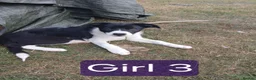 Border Collie dogs for sale: **Border Collie Pups for Sale** - Advert 1