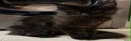 Maine Coon cats for sale: Loving Female Black Maine Coon - 9 Months Old - Advert 2
