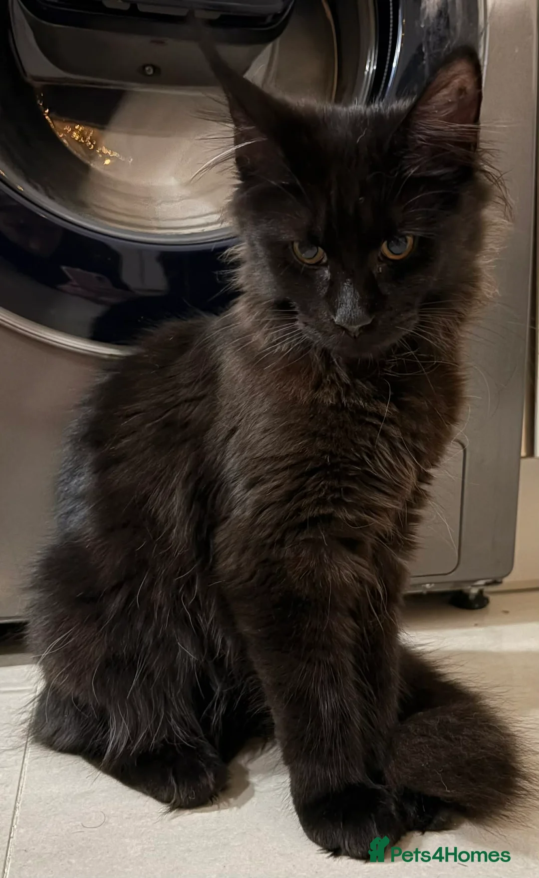 Maine Coon cats for sale: Loving Female Black Maine Coon - 9 Months Old - Advert 2