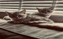 British Shorthair cats for sale: Silver tipped British Shorthair kittens  - Image 6