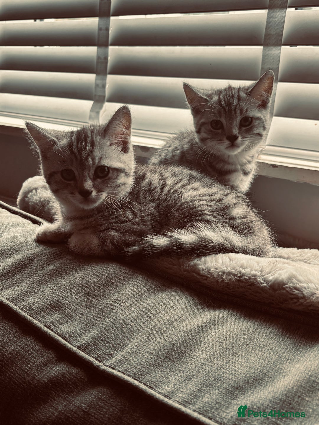 British Shorthair cats for sale: Silver tipped British Shorthair kittens  - Image 6