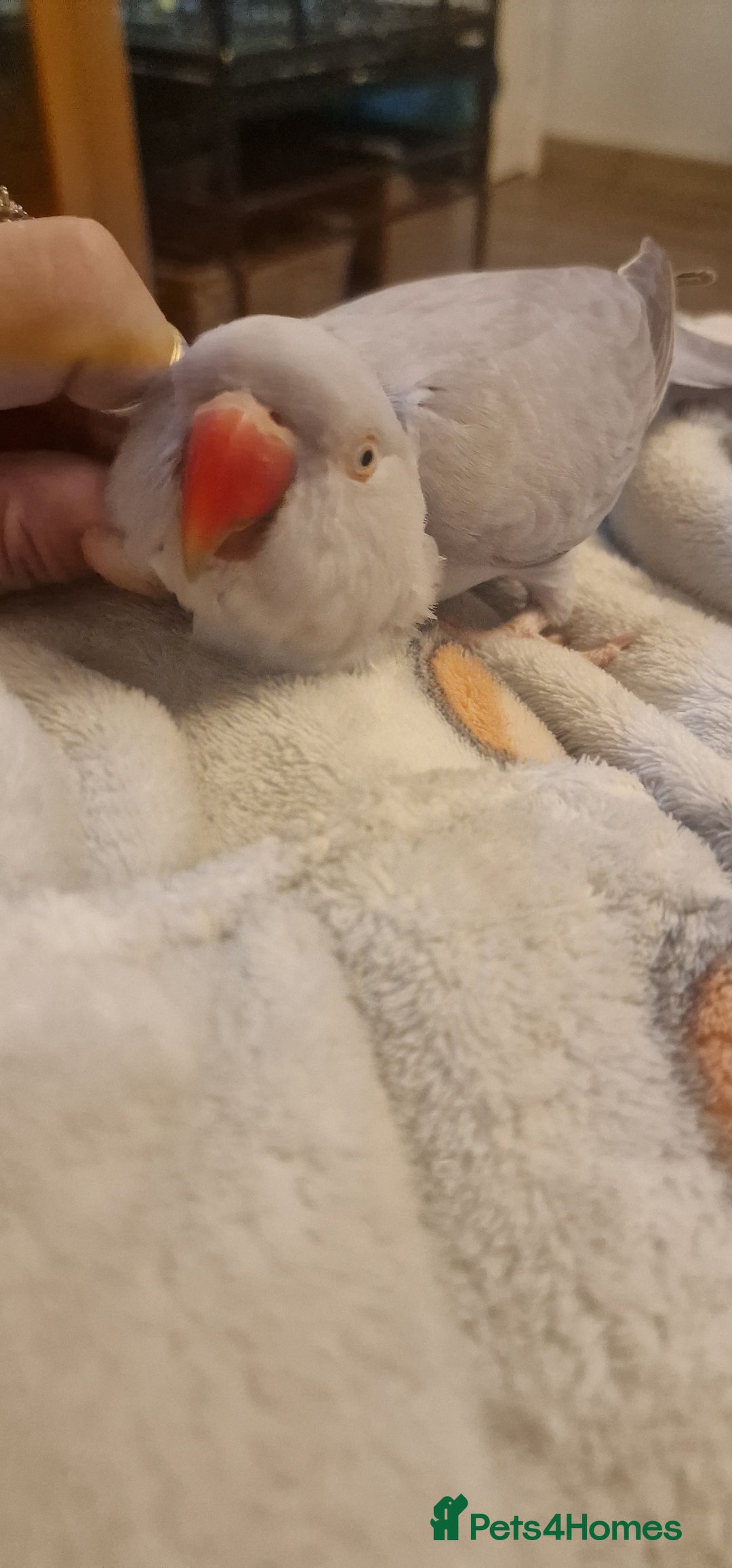 Ringnecks birds for sale: Silly Tame Indian Ringneck 2024 - Advert 2