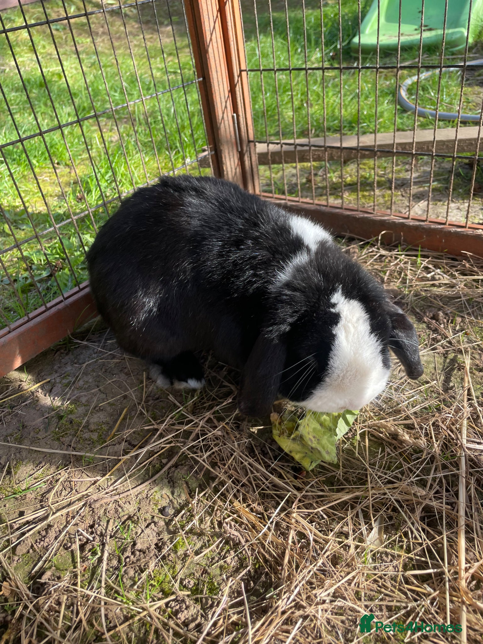 Mini Lop rabbits Deaf male mini lop - Advert 6