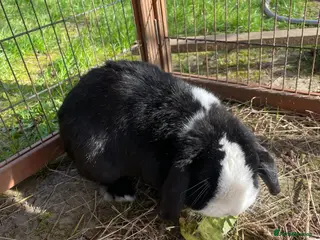 Mini Lop rabbits Deaf male mini lop - Advert 6