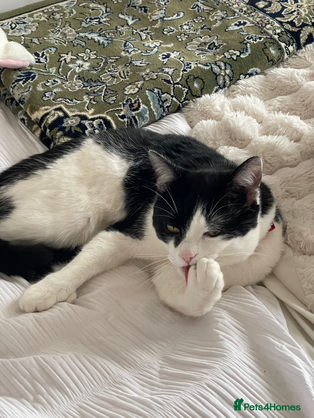 Mixed Breed cats for sale: NEED GONE! OPEN TO OFFERS. COMES WITH ESSENTIALS! - Advert 1