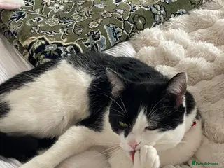 Mixed Breed cats NEED GONE! OPEN TO OFFERS. COMES WITH ESSENTIALS! - Advert 2