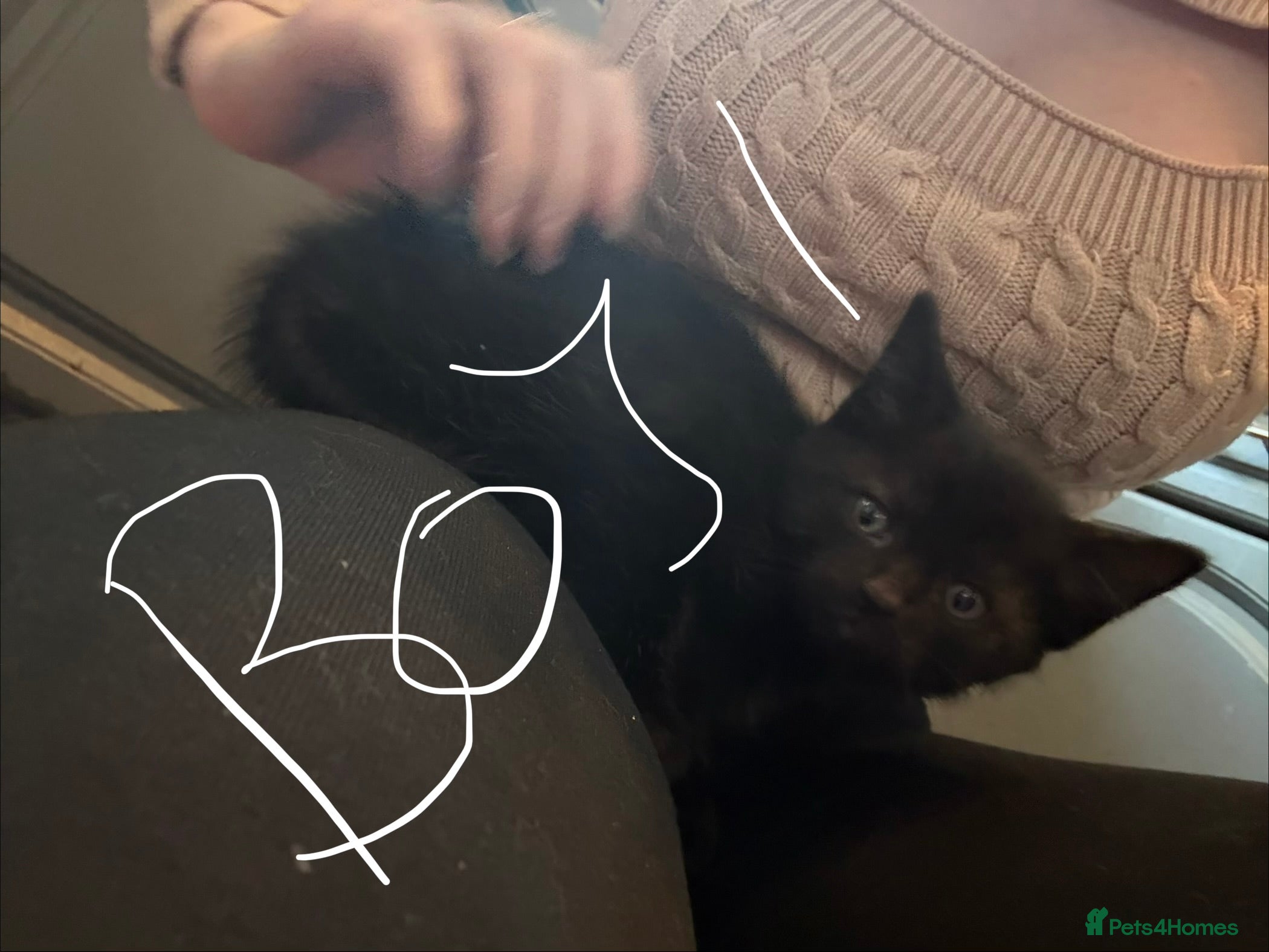 British Shorthair cats 2 boys available  - Advert 1