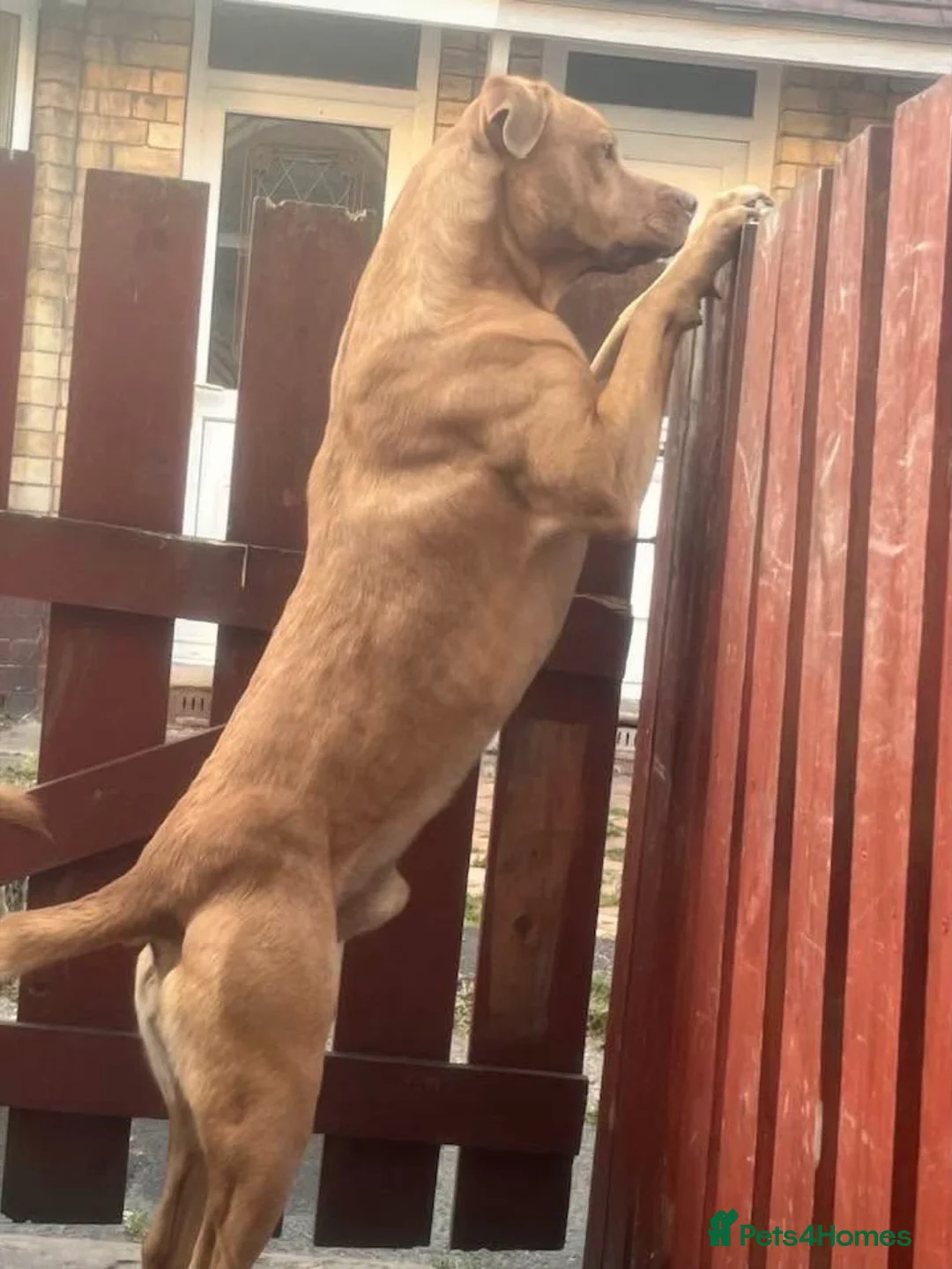 Dogue De Bordeaux dogs for adoption: Jax - 3 year old Male  - Advert 2