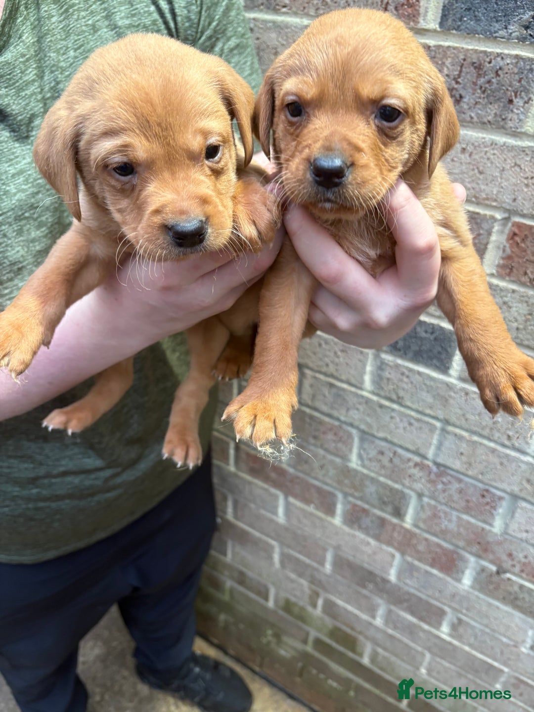 Labrador Retriever dogs for sale: Kc fox red Labrador puppies 4 boys ready to go  - Advert 23