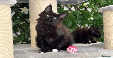 Maine Coon cats - Advert 14