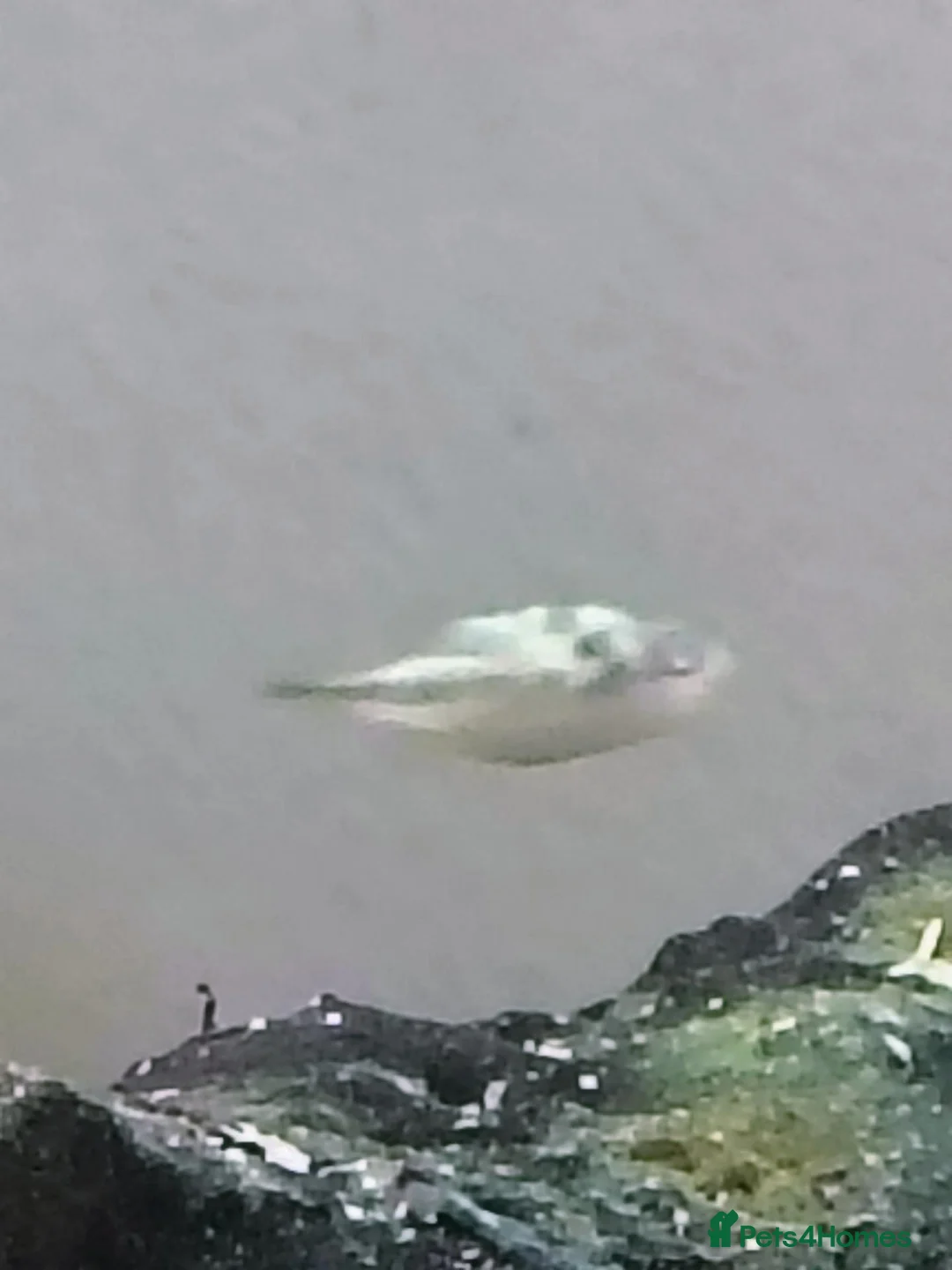 Pufferfish fish for sale: 6 Pea puffers for sale  in Manchester - Advert 2
