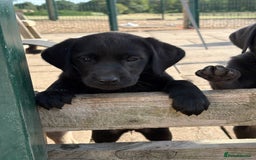 Labrador Retriever dogs for sale: KC Silver, Charcoal & Black Labs for sale - Image 9
