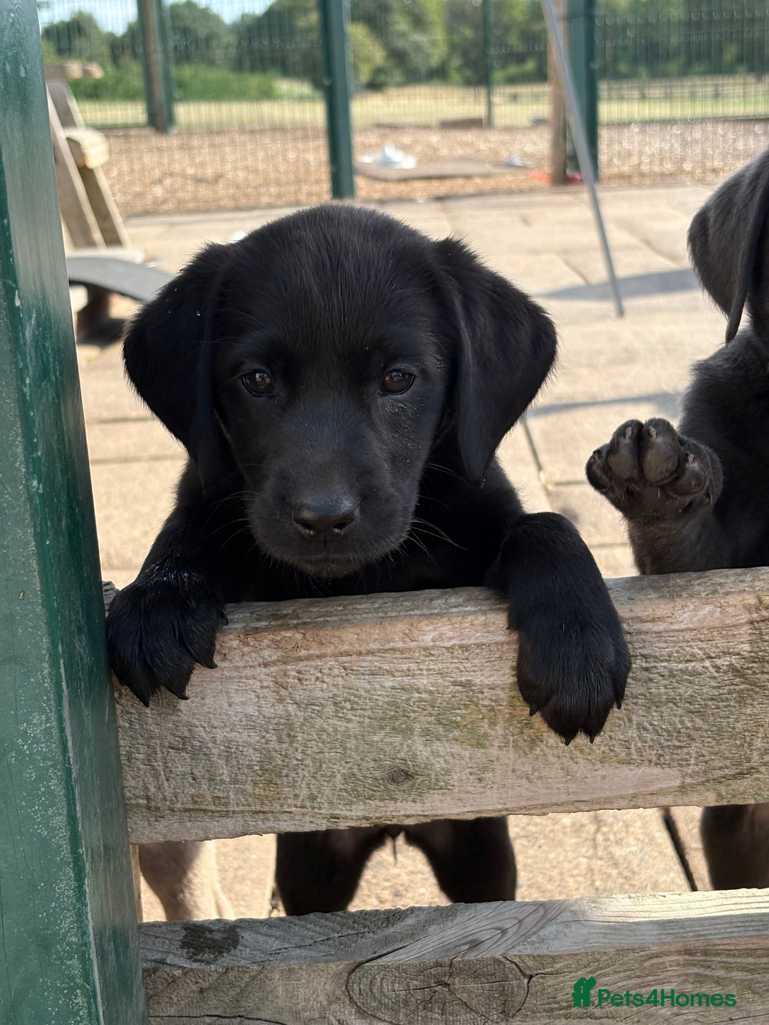 Labrador Retriever dogs for sale: KC Silver, Charcoal & Black Labs for sale - Image 9