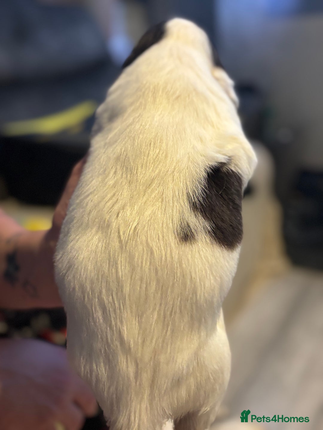 English Springer Spaniel dogs for sale: English Springer Spaniel Puppies  - Advert 16