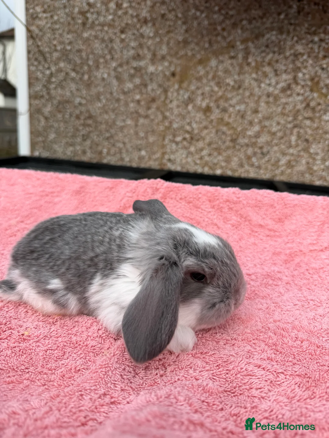 French Lop rabbits for sale: French lops  - Advert 11