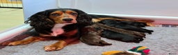 Cocker Spaniel dogs for sale: Exceptional Working Cocker Spaniel Pups - Advert 7