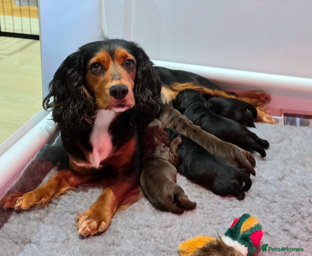 Cocker Spaniel dogs for sale: Exceptional Working Cocker Spaniel Pups - Advert 7