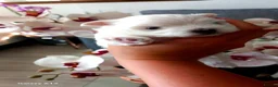 Maltese dogs for sale: 3 little girls  - Advert 6