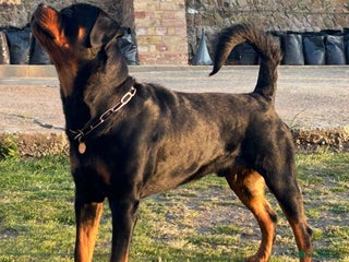 Rottweiler dogs Hector 60kg plus Rottweiler KC Reg in Stanford-le-Hope - Advert 1