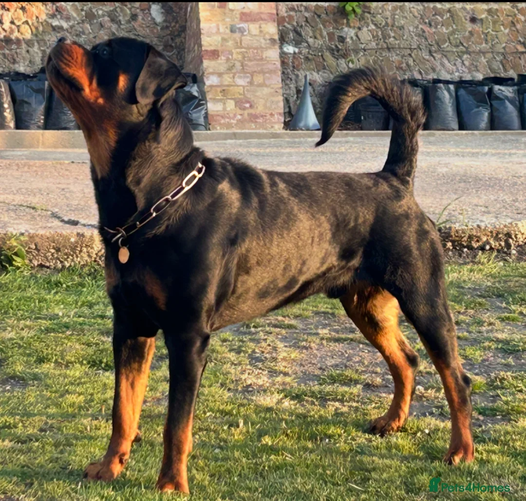 Rottweiler dogs for stud: Hector 60kg plus Rottweiler KC Reg  in Stanford-le-Hope - Advert 4