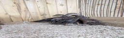 Ducks poultry for sale: 5 x Runner ducklings   - Advert 1