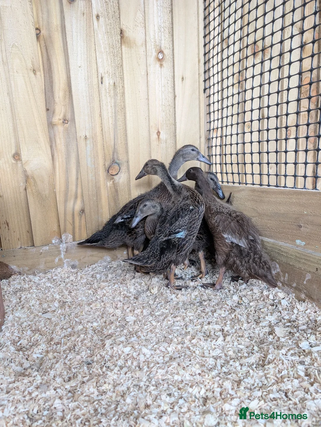 Ducks poultry for sale: 5 x Runner ducklings   - Advert 1
