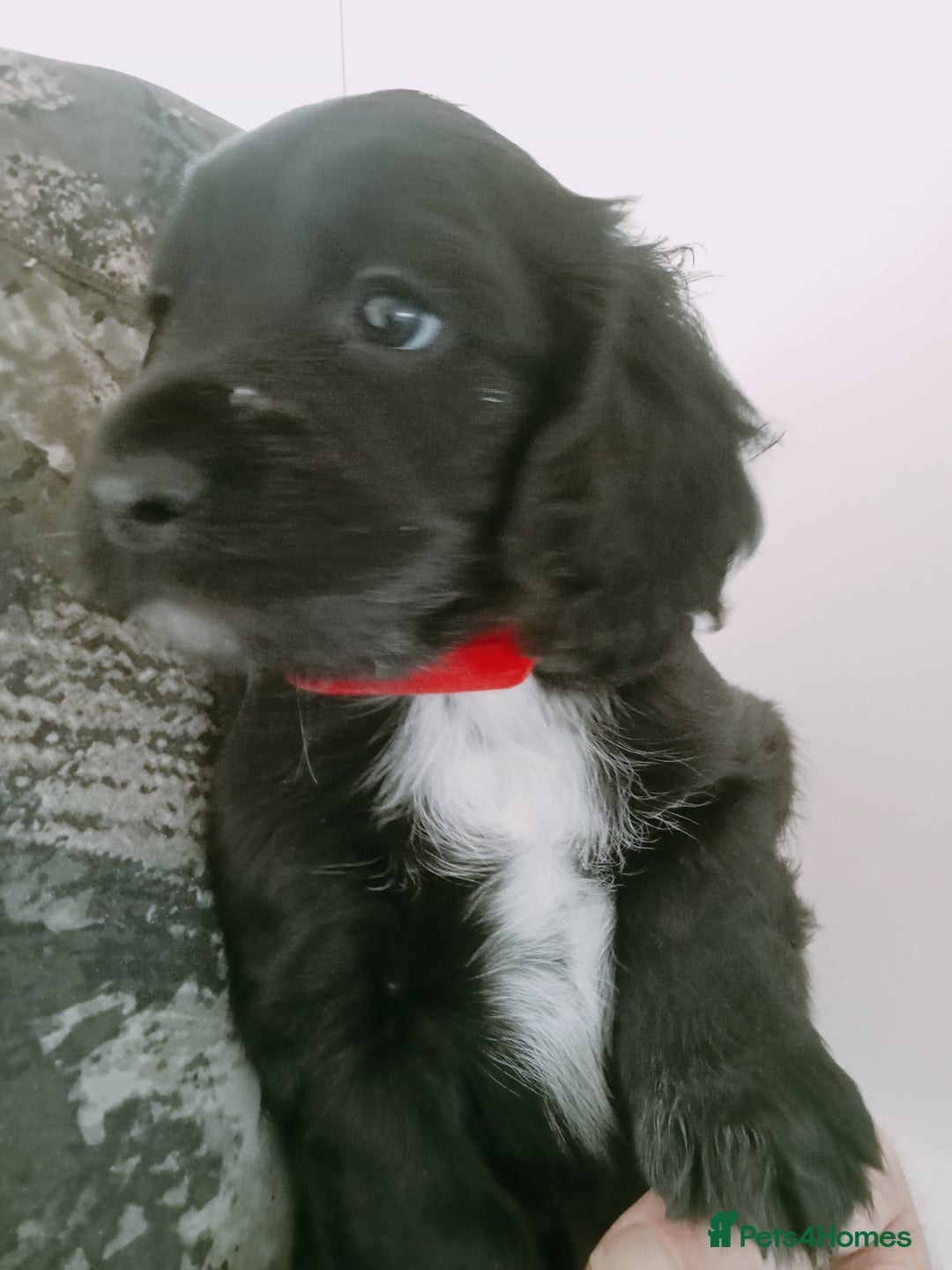 Cocker Spaniel dogs for sale: Working cocker spaniel puppies  - Image 4