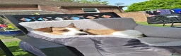 Jack Russell dogs for sale: 9 month old Jack russell  - Advert 1