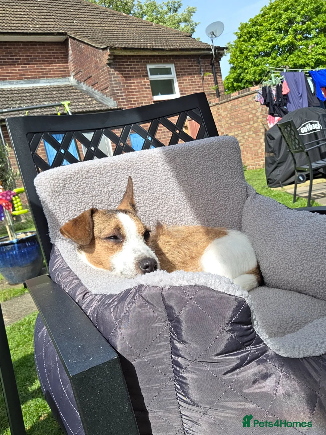 Jack Russell dogs for sale: 9 month old Jack russell  - Advert 1