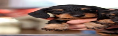 Miniature Dachshund Puppy 1