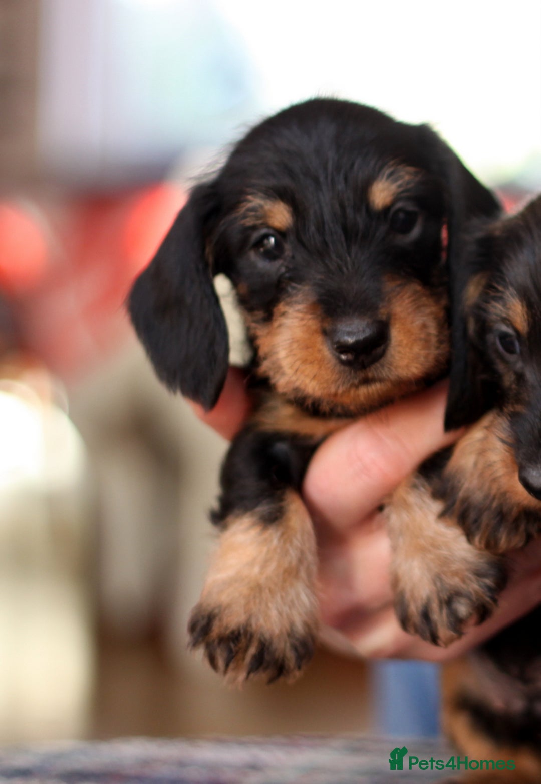 Miniature Dachshund dogs for sale: KC reg Miniature Wirehaired Dachshund pups - Advert 8