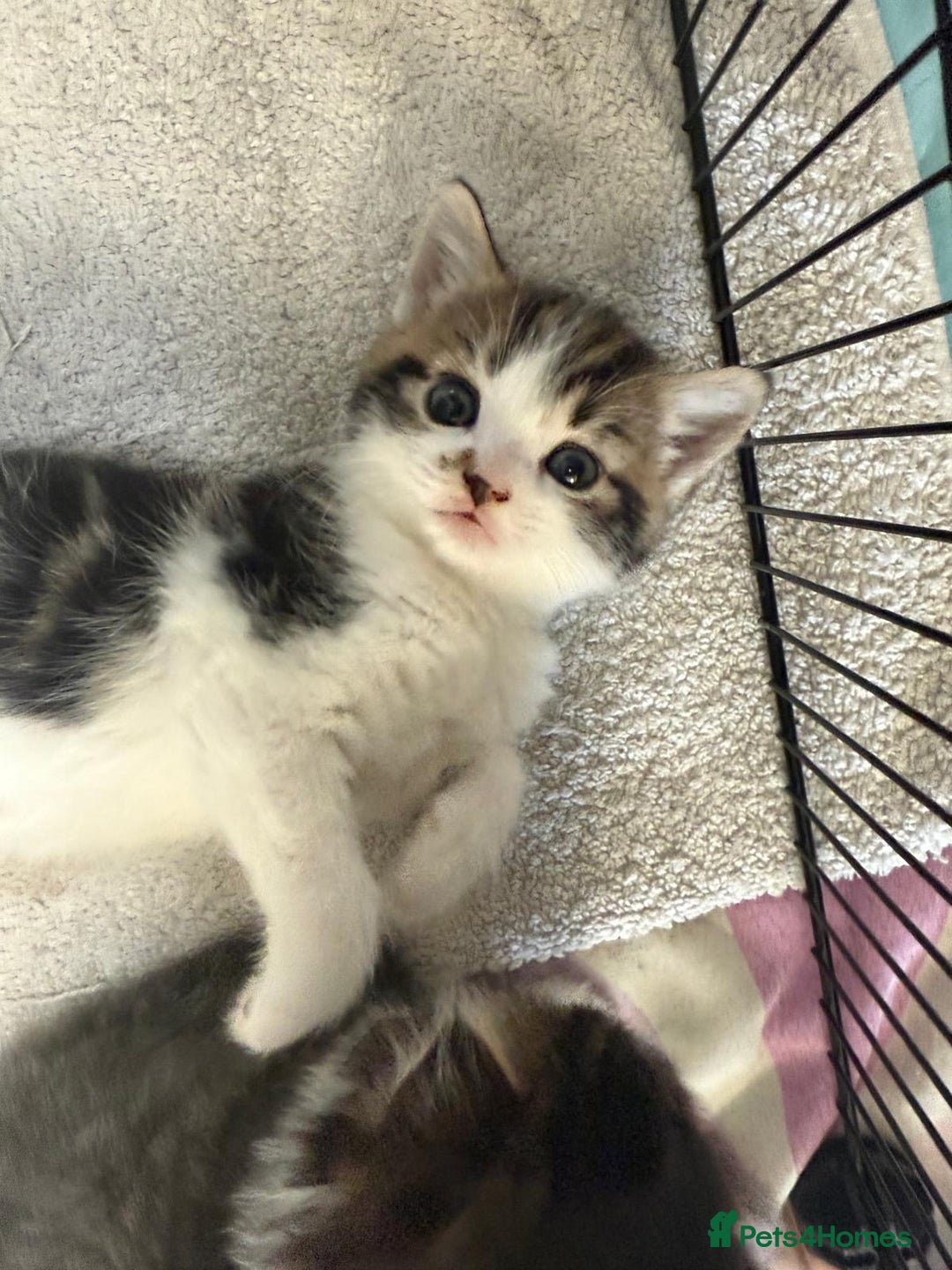 British Shorthair cats for sale: BRITISH BLUE SHORTHAIR X DOMESTIC LONGHAIR  - Image 1