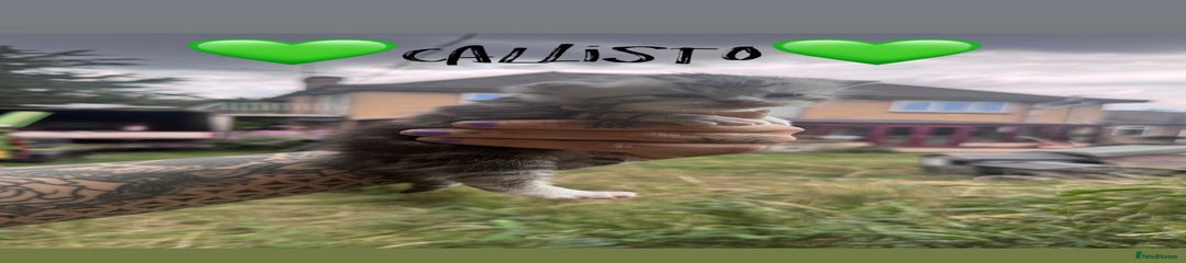 Callisto