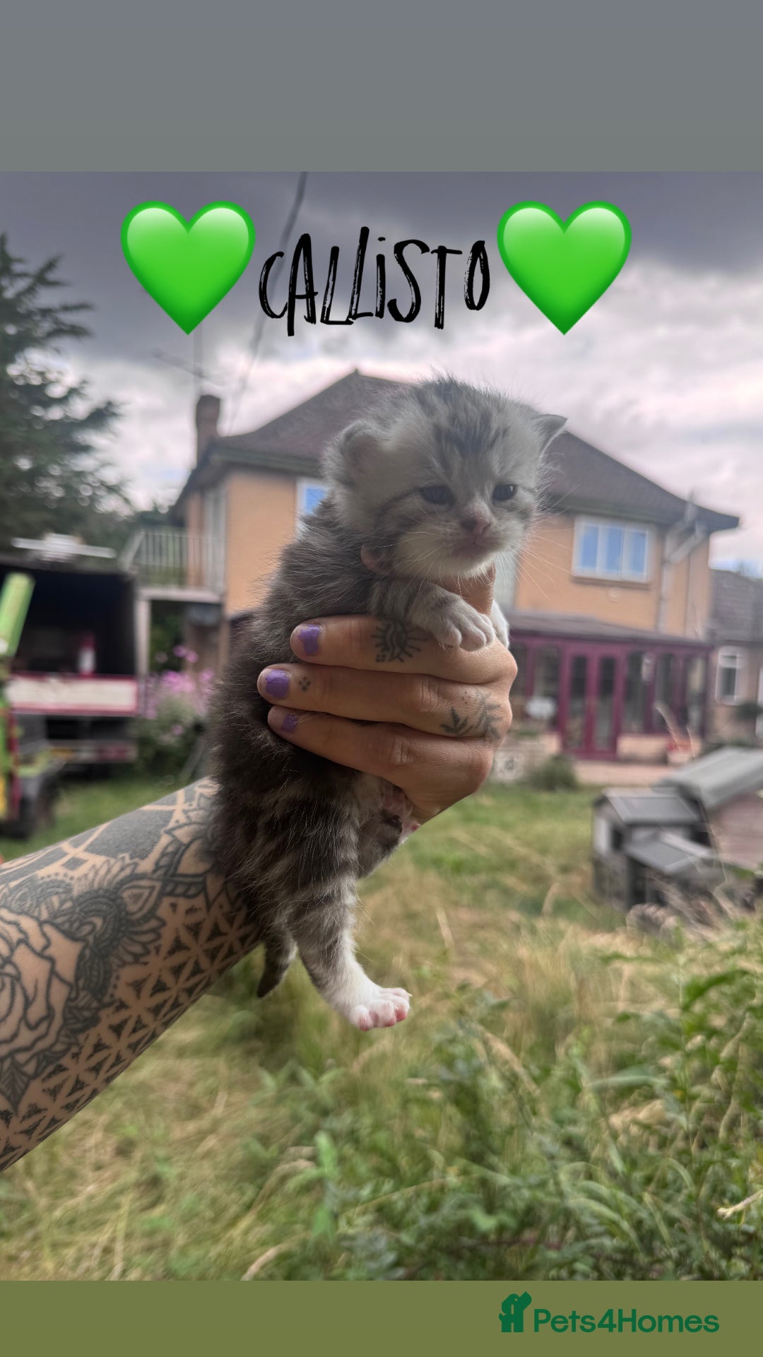 Persian cats for sale: Persian Cross Kittens for sale - Image 6