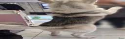 Siberian Husky dogs for stud: Male Siberian husky for stud - Advert 2