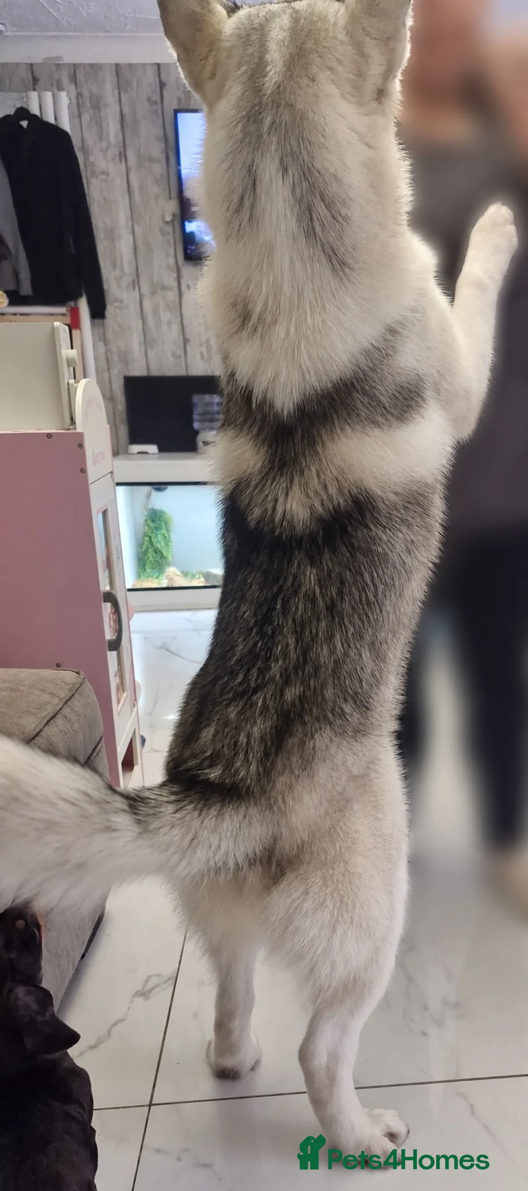 Siberian Husky dogs for stud: Male Siberian husky for stud - Advert 2