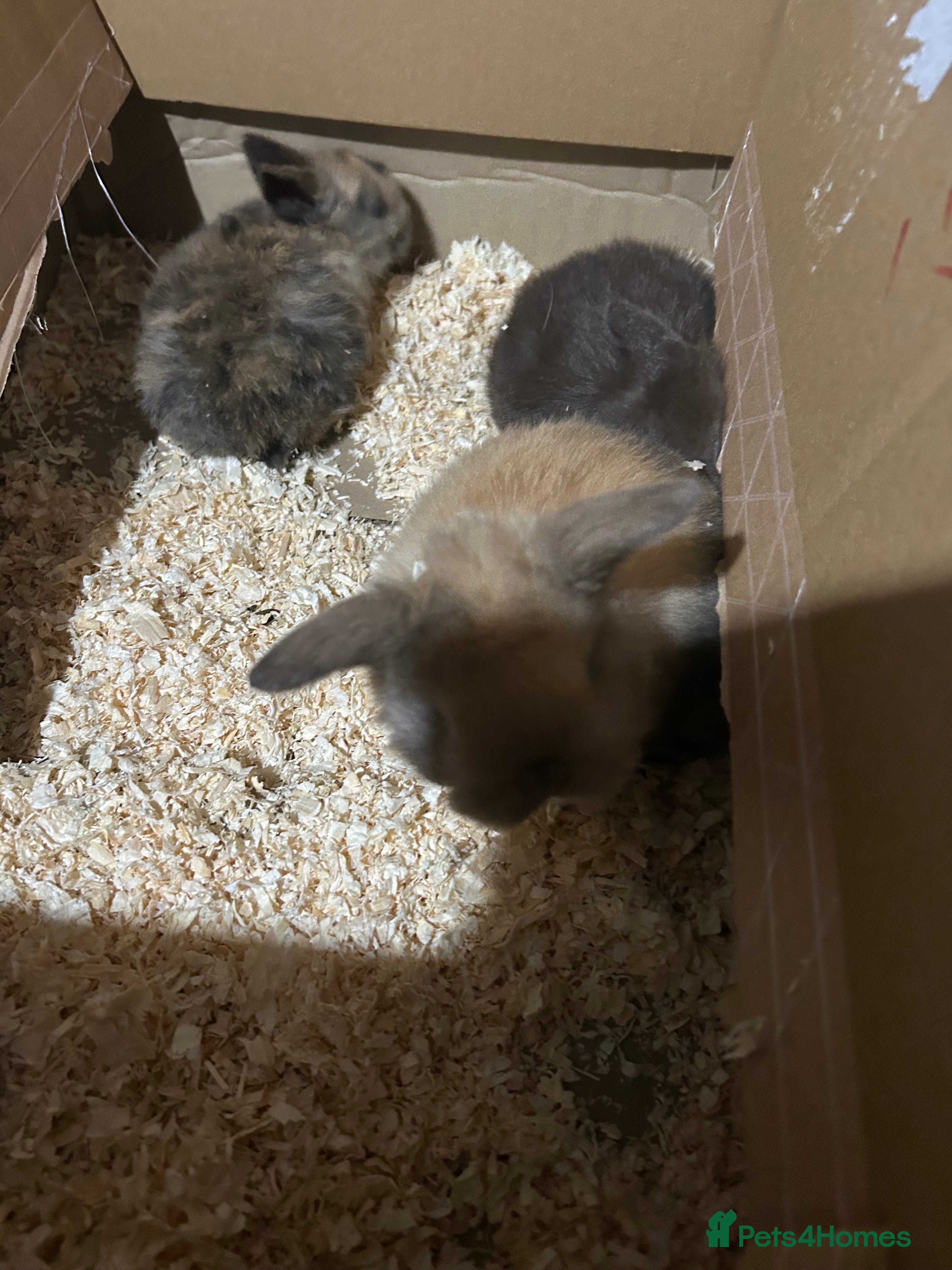 Mixed Breed rabbits Baby rabbits  - Advert 22