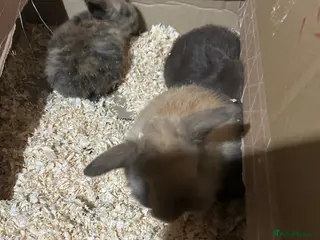 Mixed Breed rabbits Baby rabbits - Advert 22