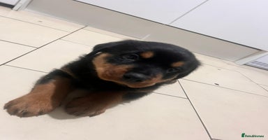 Rottweiler dogs 8 weeks old rottweiler ready to leave now last 1 - Advert 5