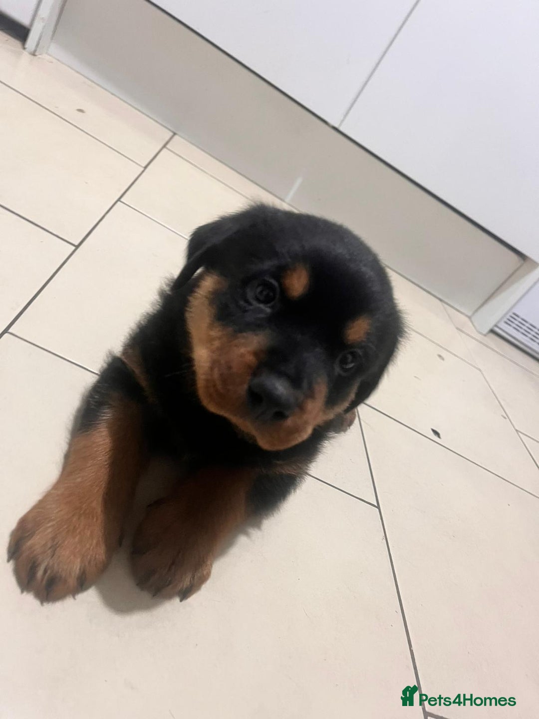 Rottweiler dogs for sale: 8 weeks old rottweiler ready to leave now last 1 - Advert 2